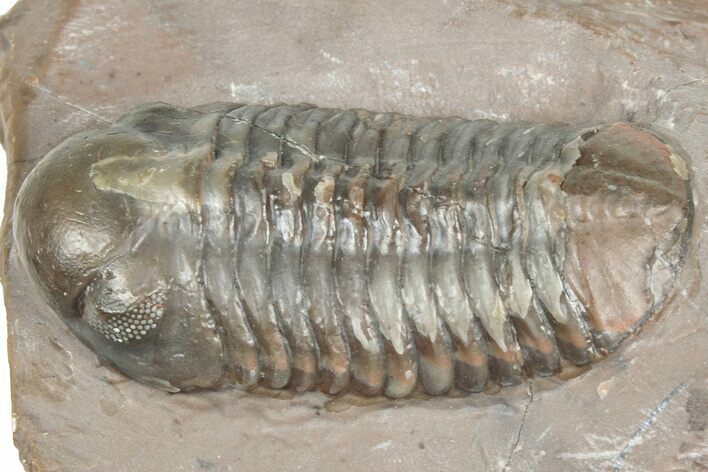 Colorful Phacopid (Struveaspis) Trilobite - Jorf, Morocco #329073
